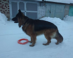 Собаки в Горном-Алтайске: Кобель для вязки Мальчик, 1 руб. - фото 1