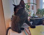 Кошки в Таганроге: Отдам в добрые руки котенка Девочка, 10 руб. - фото 4