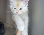 Кошки в Москве: Продается котенок мейн-кун  Мальчик, 35 000 руб. - фото 2