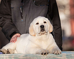Собаки в Челябинске: Щенок лабрадора  Мальчик, 60 000 руб. - фото 2