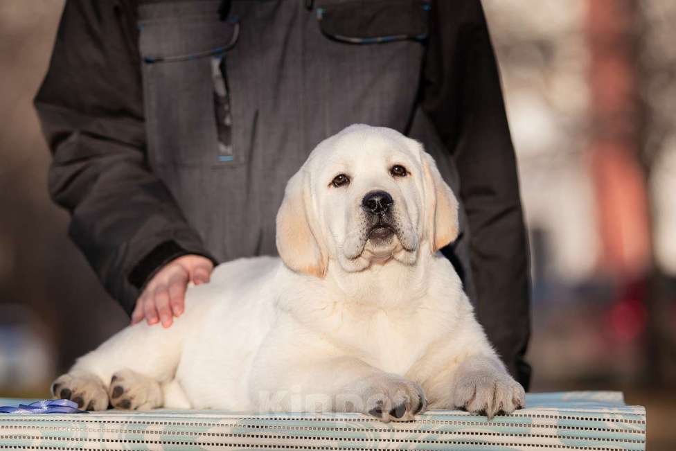 Собаки в Челябинске: Щенок лабрадора  Мальчик, 60 000 руб. - фото 2