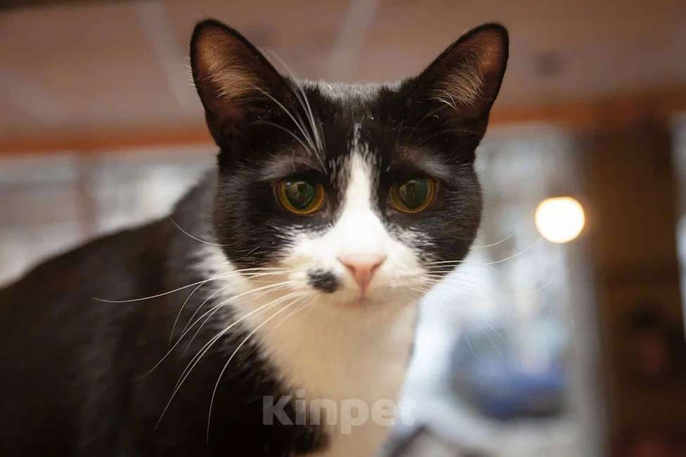 Кошки в Москве: Ласковая кошечка Мушка в добрые руки  Девочка, Бесплатно - фото 4