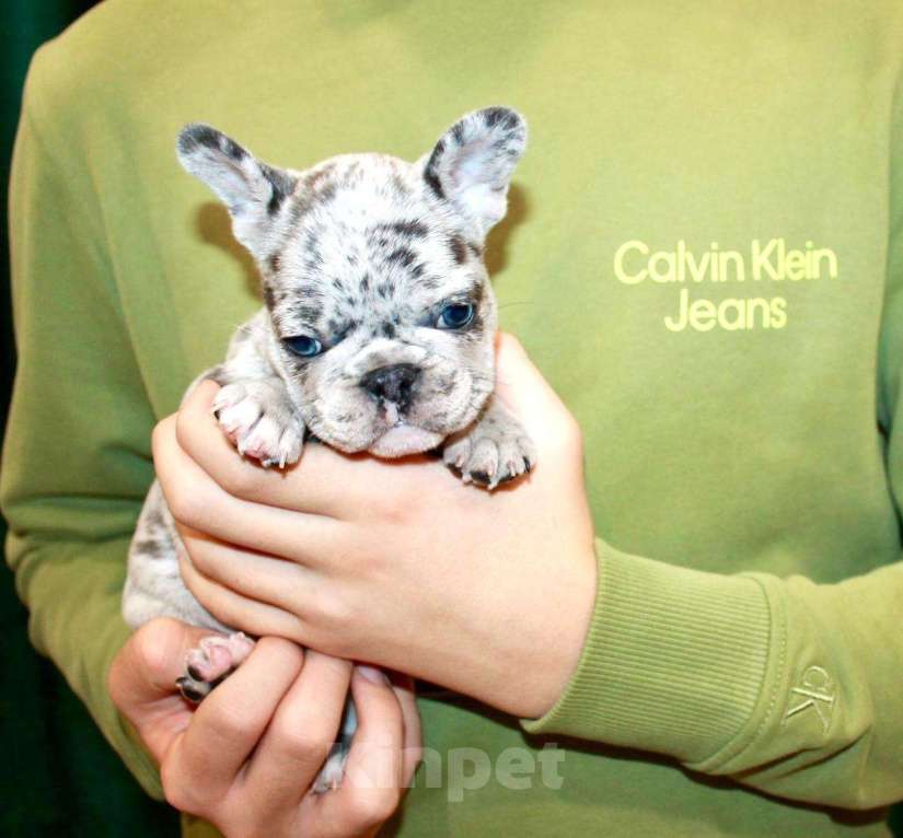 Собаки в Москве: Французские бульдоги Девочка, 100 000 руб. - фото 4