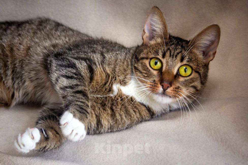 Кошки в Москве: Балерина Матильда  Девочка, 1 руб. - фото 3