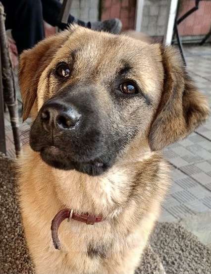 Собаки в других городах Московской области: Рада ищет дом! Девочка, Бесплатно - фото 3