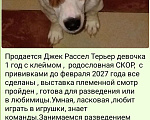 Собаки в Москве: Продам девочку джек рассел терьер Девочка, 50 000 руб. - фото 1