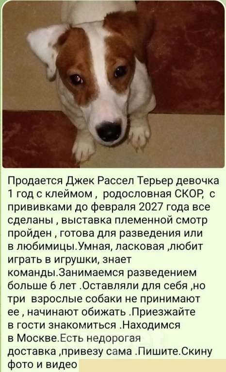 Собаки в Москве: Продам девочку джек рассел терьер Девочка, 50 000 руб. - фото 1