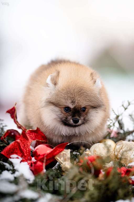 Собаки в Видном: Рыжий мальчик Мальчик, 40 000 руб. - фото 3