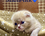 Кошки в Петрове Валу: Продаю шотландских котят  Мальчик, 5 000 руб. - фото 2