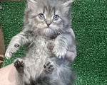 Кошки в Москве: Шотландские котята Мальчик, Бесплатно - фото 6