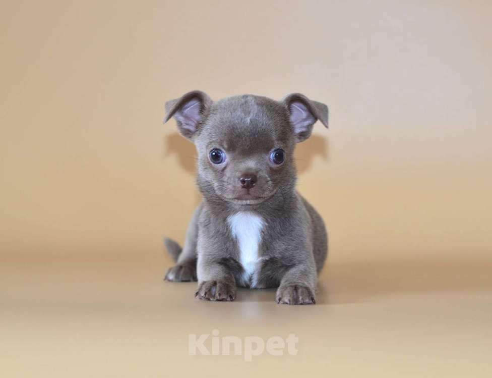 Собаки в Москве: Щенки чихуахуа.  Девочка, Бесплатно - фото 5