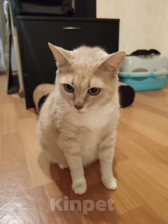 Кошки в Санкт-Петербурге: Кошка Амели  Девочка, Бесплатно - фото 4