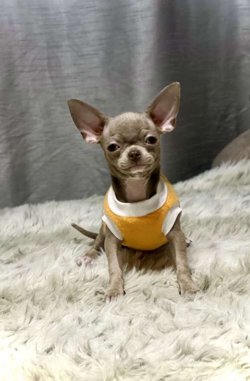 Собаки в Люберцах: Чихуахуа лиловый Мальчик, 45 000 руб. - фото 5