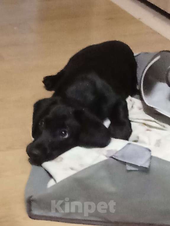 Собаки в Великом Новгороде: Отдам в добрые руки Мальчик, Бесплатно - фото 2