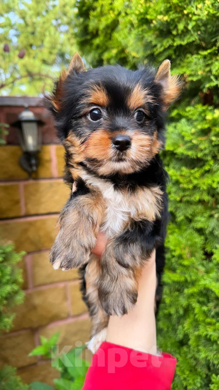 Собаки в Москве: Девочка очаровашка Йорк  Девочка, 50 000 руб. - фото 3