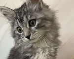 Кошки в Челябинске: Котенок курильский бобтейл Девочка, 35 000 руб. - фото 1