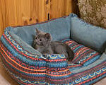 Кошки в Павловском Посаде: Котенок Мальчик, Бесплатно - фото 8