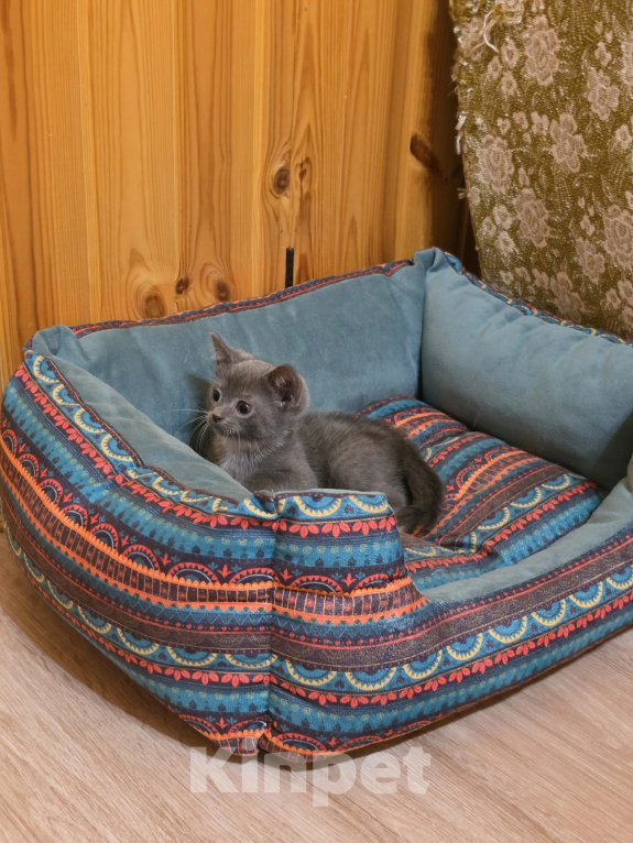 Кошки в Павловском Посаде: Котенок Мальчик, Бесплатно - фото 8