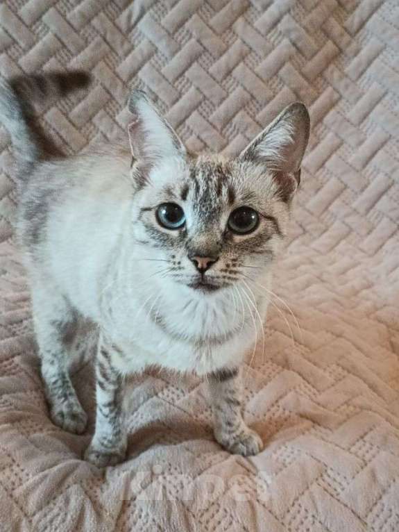 Кошки в Москве: Тайская кошечка срочно ищет дом! Девочка, Бесплатно - фото 2