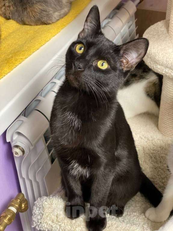 Кошки в Санкт-Петербурге: Ласковый мальчик в добрые руки Мальчик, Бесплатно - фото 2