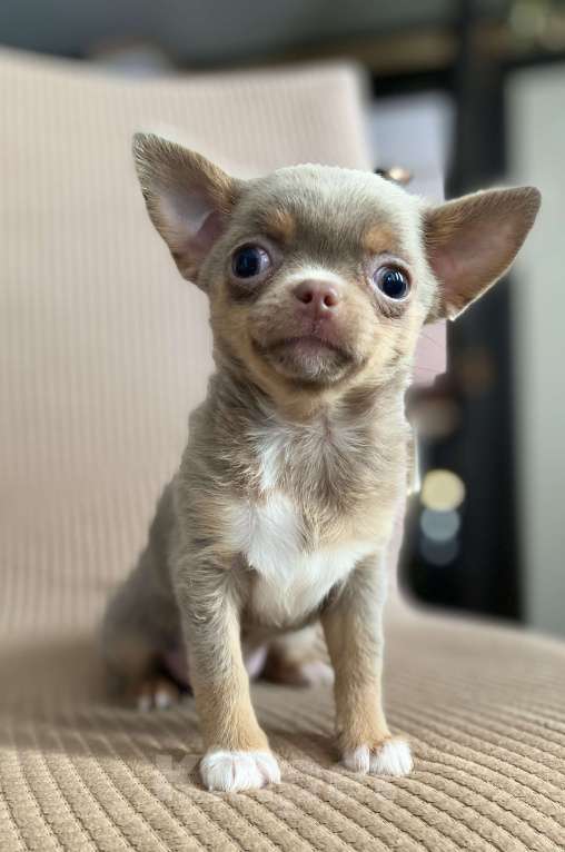 Собаки в Задонске: Девочка чихуахуа  Девочка, 45 000 руб. - фото 2