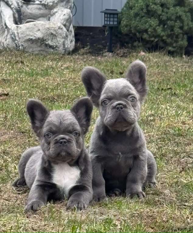 Собаки в Москве: Французский бульдог девочки флаффи Девочка, 110 000 руб. - фото 1