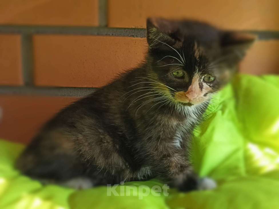 Кошки в Красногорске: Трёхцветка Кнопочка  Девочка, 50 руб. - фото 5