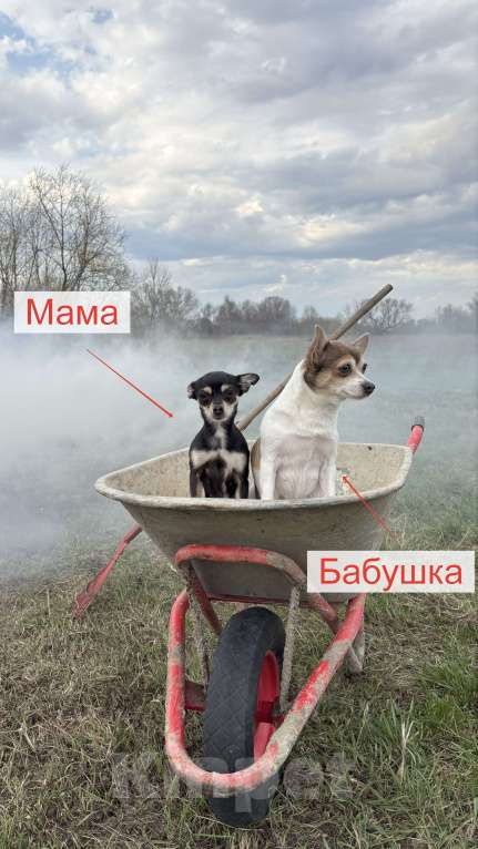 Собаки в Воронеже: Дизайнерские щенки той-терьера Девочка, 7 000 руб. - фото 4