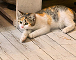 Кошки в Серпухове: Котенок в добрые руки Девочка, Бесплатно - фото 1