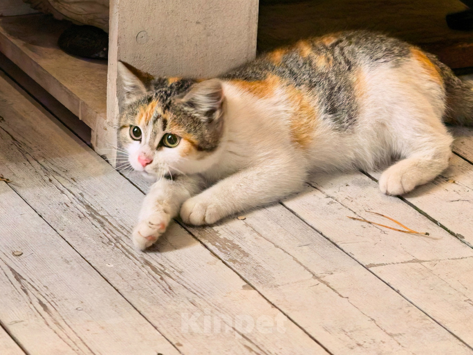 Кошки в Серпухове: Котенок в добрые руки Девочка, Бесплатно - фото 1