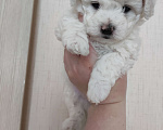 Собаки в Лермонтове: Мальчик бишон фризе Мальчик, 35 000 руб. - фото 5