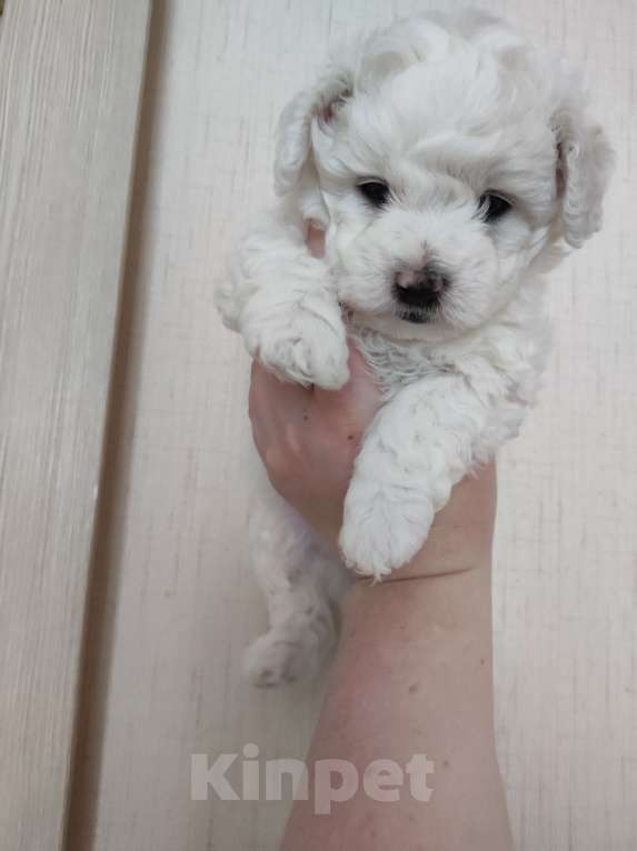 Собаки в Лермонтове: Мальчик и девочка бишон фризе Мальчик, 45 000 руб. - фото 5