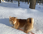 Собаки в Москве: Щенок девочка Сиба-ину ласковая и нежная Девочка, 60 000 руб. - фото 9