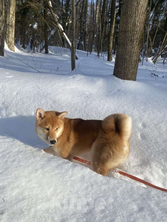 Собаки в Москве: Щенок девочка Сиба-ину ласковая и нежная Девочка, 60 000 руб. - фото 9