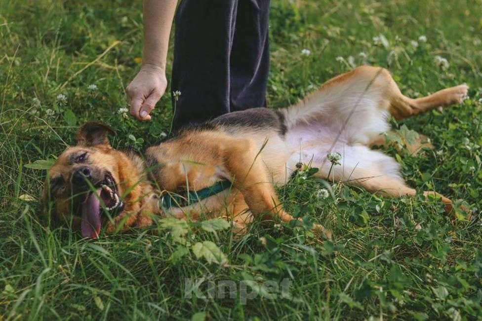 Собаки в Москве: Мия Девочка, Бесплатно - фото 5