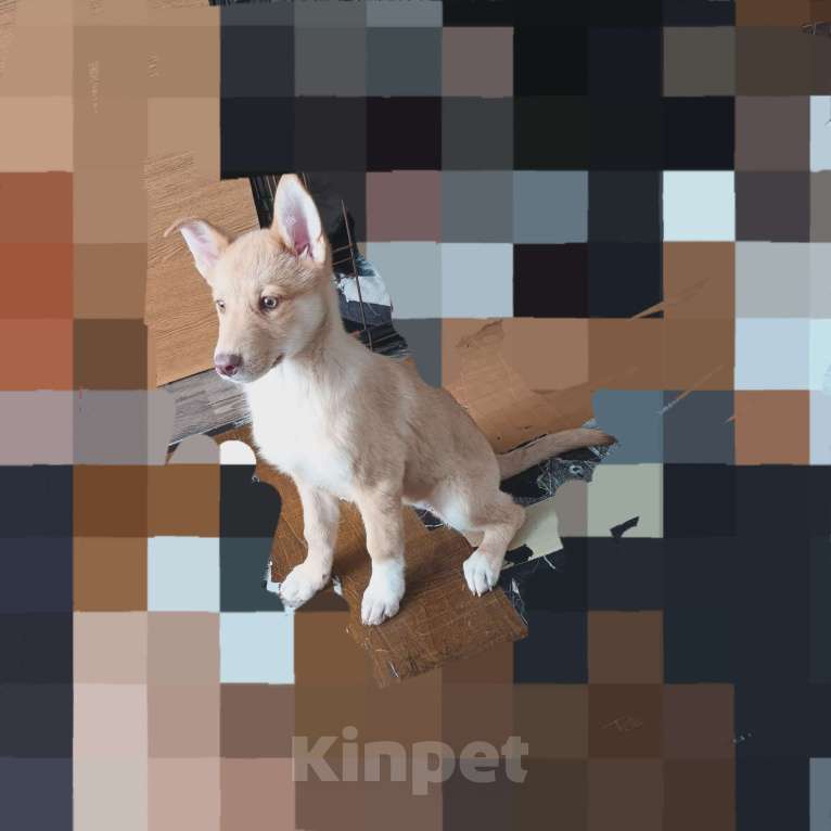 Собаки в Санкт-Петербурге: Щенок в добрые руки Девочка, Бесплатно - фото 3