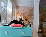 Кошки в Москве: Озорная кошечка Ромашка ищет семью! Девочка, Бесплатно - фото 7