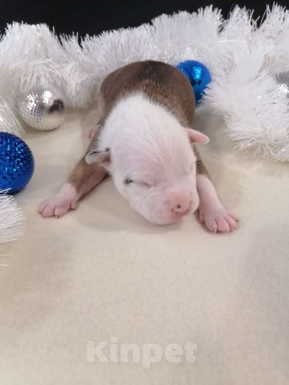 Собаки в Белгороде: Мальчик американского стаффордширского терьера  Мальчик, 80 000 руб. - фото 3