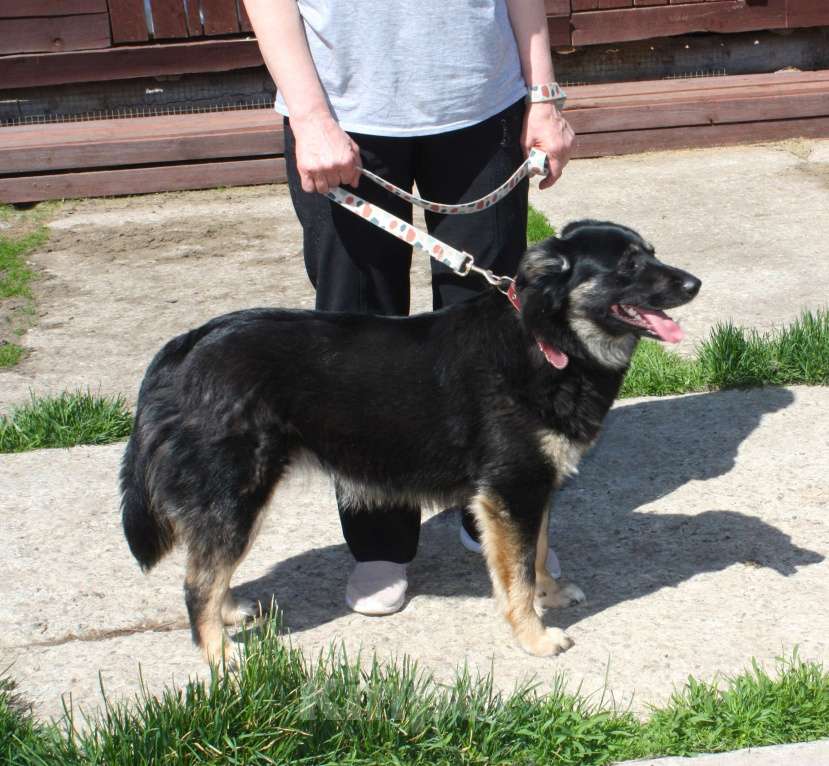 Собаки в Москве: Алиса в поисках любящей семьи Девочка, 100 руб. - фото 7