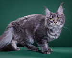 Кошки в Красногорске: Котенок крупный Девочка, Бесплатно - фото 4