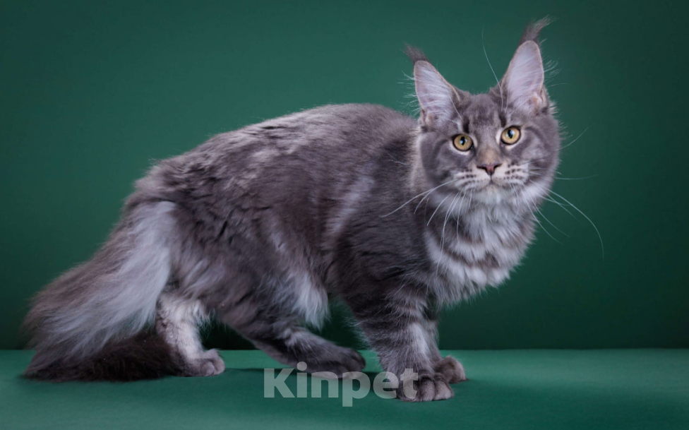 Кошки в Красногорске: Котенок крупный Девочка, Бесплатно - фото 4