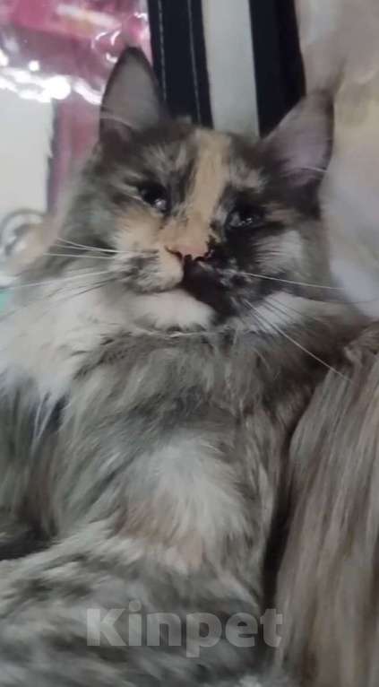 Кошки в других городах Ярославской области: Котята Мейн кун Мальчик, Бесплатно - фото 3