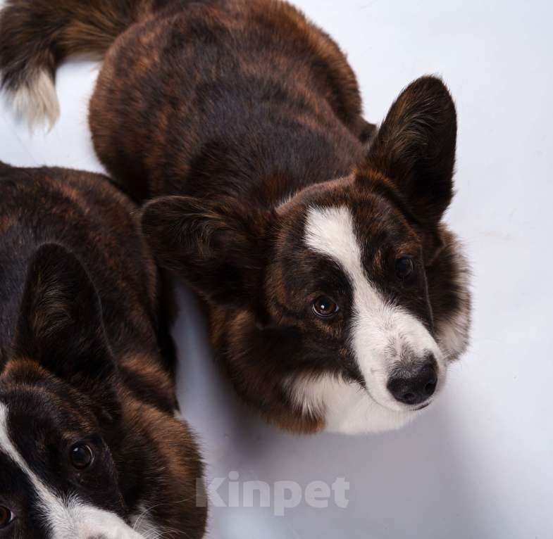 Собаки в Жуковском: Щенок без забот! Девочка, 100 000 руб. - фото 3