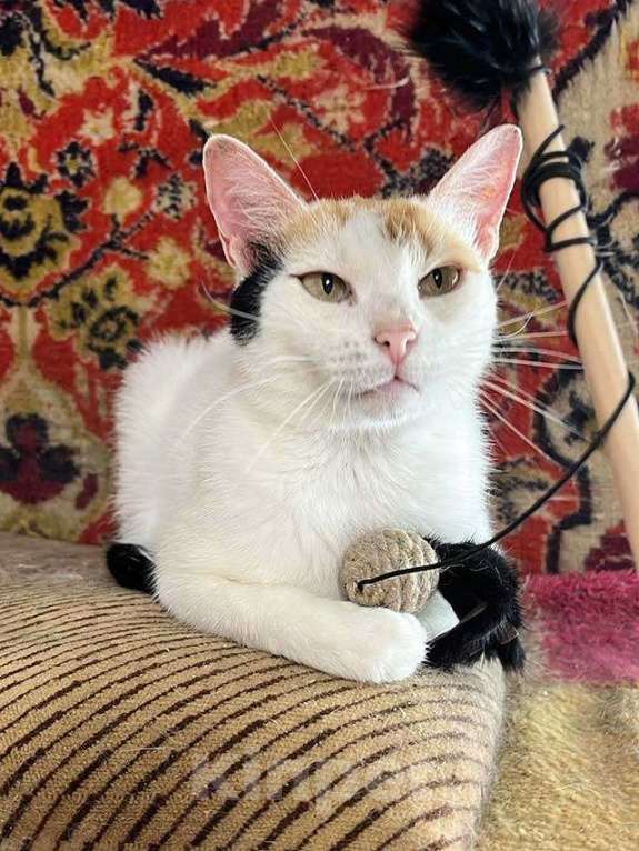 Кошки в Москве: Ласковая и нежная кошечка Снежинка ищет дом Девочка, Бесплатно - фото 6