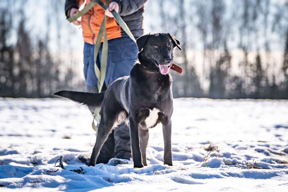 Собаки в Клине: Гуччи — грациозный пёс Мальчик, Бесплатно - фото 6