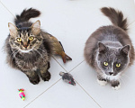 Кошки в Химках: Пушок и Сёма ищут дом Мальчик, Бесплатно - фото 1
