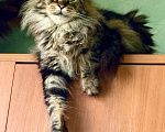 Кошки в Верхнем Пышме: Кошка мейн кун Девочка, Бесплатно - фото 1