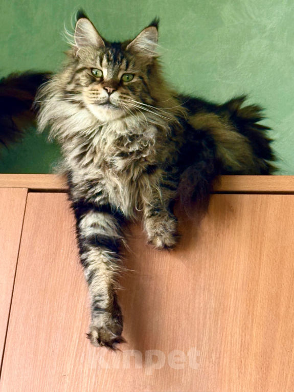 Кошки в Верхнем Пышме: Кошка мейн кун Девочка, Бесплатно - фото 1