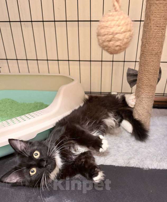 Кошки в Москве: Котенок в поисках дома Девочка, Бесплатно - фото 4