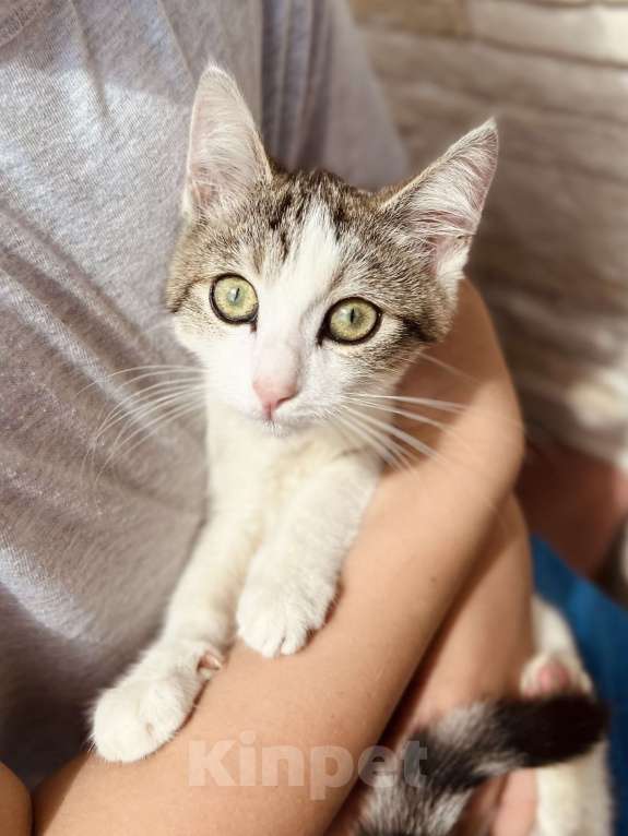 Кошки в Москве: Котенок девочка в добрые руки Девочка, 20 руб. - фото 5
